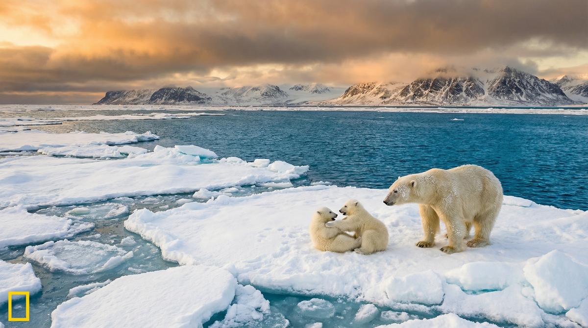 丝瓜视频北极熊视频